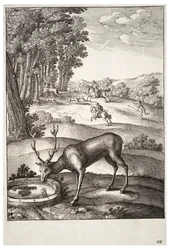 Le cerf. État 2